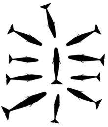 Diagrama mostrando la silueta de 10 ballenas rodeando un miembro presumiblemente herido.