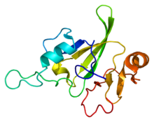 Protein HBP1 PDB 1v06.png