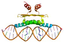 Protein MEF2C PDB 1c7u.png