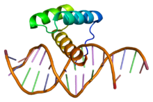 Protein MSX1 PDB 1ig7.png