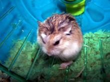 Roborovski Dwarf Hamster - Colour Corrected.jpg