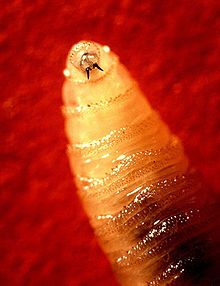Screwworm larva.jpg