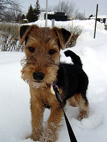 Sophie the Welsh Terrier.jpg