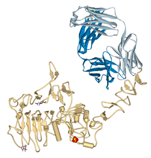Trastuzumab Fab-HER2 complex 1N8Z.png