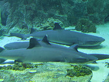 Tres tiburones descansando sobre el fondo.