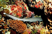 Foto de un tiburón punta blanca de arrecife descansando entre corales, con la cabeza escondida en una oquedad