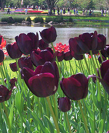 Tulipanes (Liliaceae)