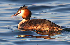 Great-Crested-Grebe cropped.jpg