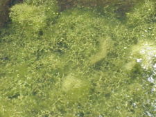 Lemna trisulca, una arácea acuática