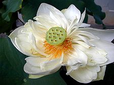 Flor de loto Nelumbo nucifera