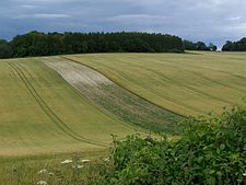 Rolling fields and woodland high above the Test Valley - geograph.org.uk - 489044.jpg