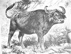 African Buffalo Drawing historic.jpg