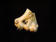 Australopithecus anamensis bone (University of Zurich).JPG