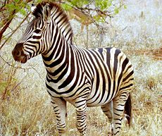 Beautiful Zebra in South Africa.JPG