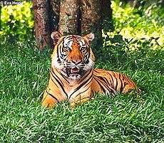 Bengaltiger (Panthera tigris tigris).jpg