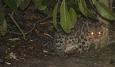 Borneo clouded leopard.jpg