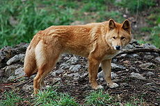 Canis lupus dingo - cleland wildlife park.JPG