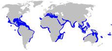 Range of blacktip shark