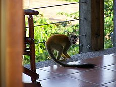 Central American Squirrel Monkey 7.jpeg