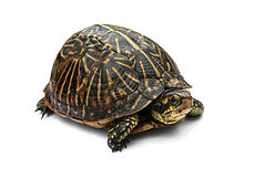 Florida Box Turtle Digon3.jpg