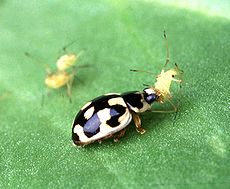 P-14 lady beetle.jpg