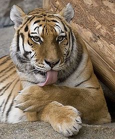 Panthera tigris cropped.jpg