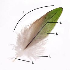Parts of feather modified.jpg