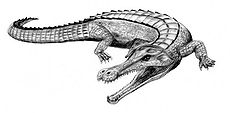 Sarcosuchus BW.jpg