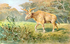 Sivatherium hharder.png