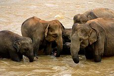 Sri Lankan elephants.jpg