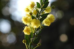 2010-04-01 Kängurudorn, Acacia armata (Mimosa).JPG