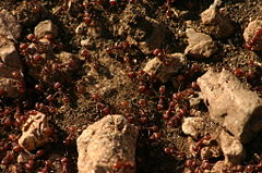 A Texas Ant Colony.jpg
