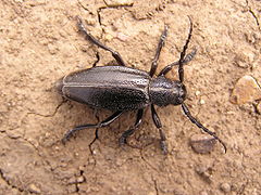 Ab insect 038.jpg