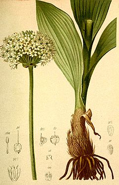 Allium victoriale Atlas Alpenflora.jpg