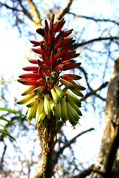 Aloe mutabilis00.JPG
