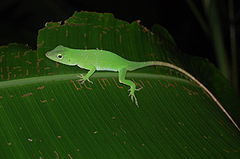 Anolis biporcatus, Costa Rica.JPG