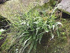 Asplenium trichomanes subsp quadrivalens.jpg