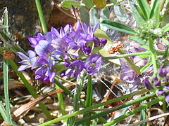 Astragalus glaux Enfoque 2010-7-17 SierraNevada.jpg