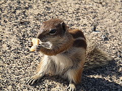 Barbary Ground Squirrel, Playa del Jandia.jpg