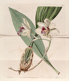 Bifrenaria harrisoniae (as Maxillaria harrisoniae) - Bot. Reg. 11 pl. 897 (1825).jpg