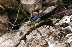 Brown-bellied Swallow (Notiochelidon murina).jpg