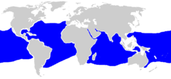 Rango de distribución del Tiburon de punta blanca