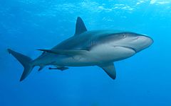 Carribbean reef shark.jpg