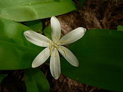 Clintonia uniflora 15272.JPG