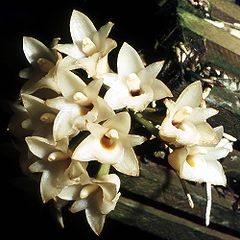 Coeliopsis hyacinthosma Orchi 001.jpg