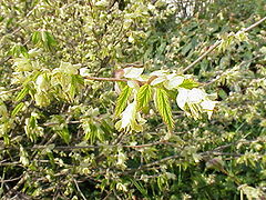 Corylopsis pauciflora0.jpg