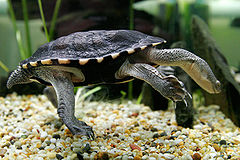 Eastern long neck tortoise - chelodina longicollis02.jpg
