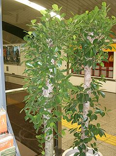 Ficus microcarpa1.jpg