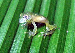 Glass frog.jpg
