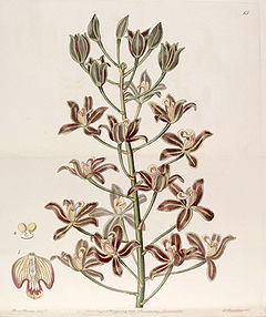 Grammatophyllum multiflorum - Edwards vol 25 (NS 2) pl 65 (1839).jpg